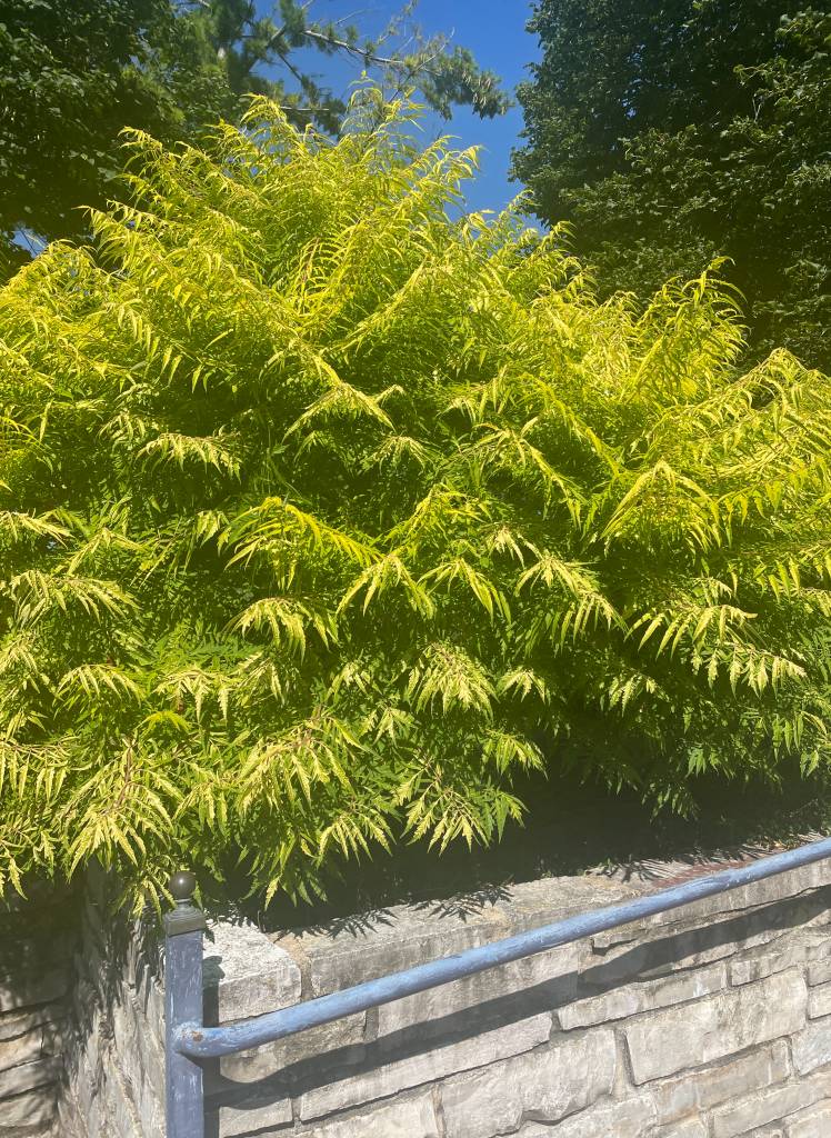 Plant name: TIGER EYES Staghorn Sumac Rhus typhina 